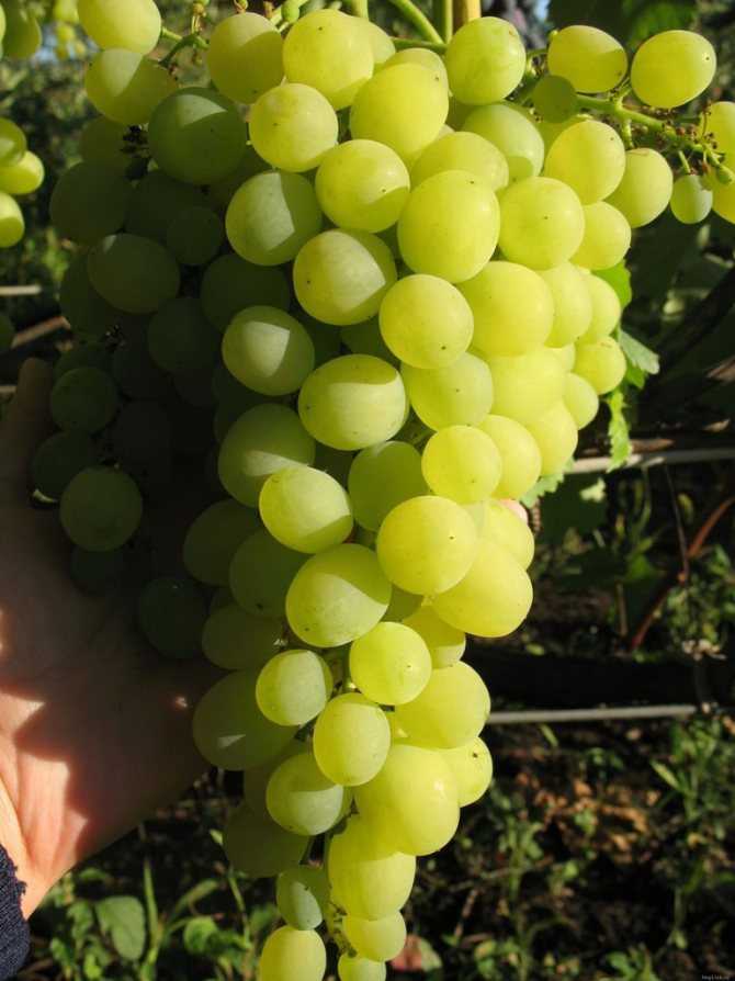 Сорт винограда «алешенькин», описание с фото и видео