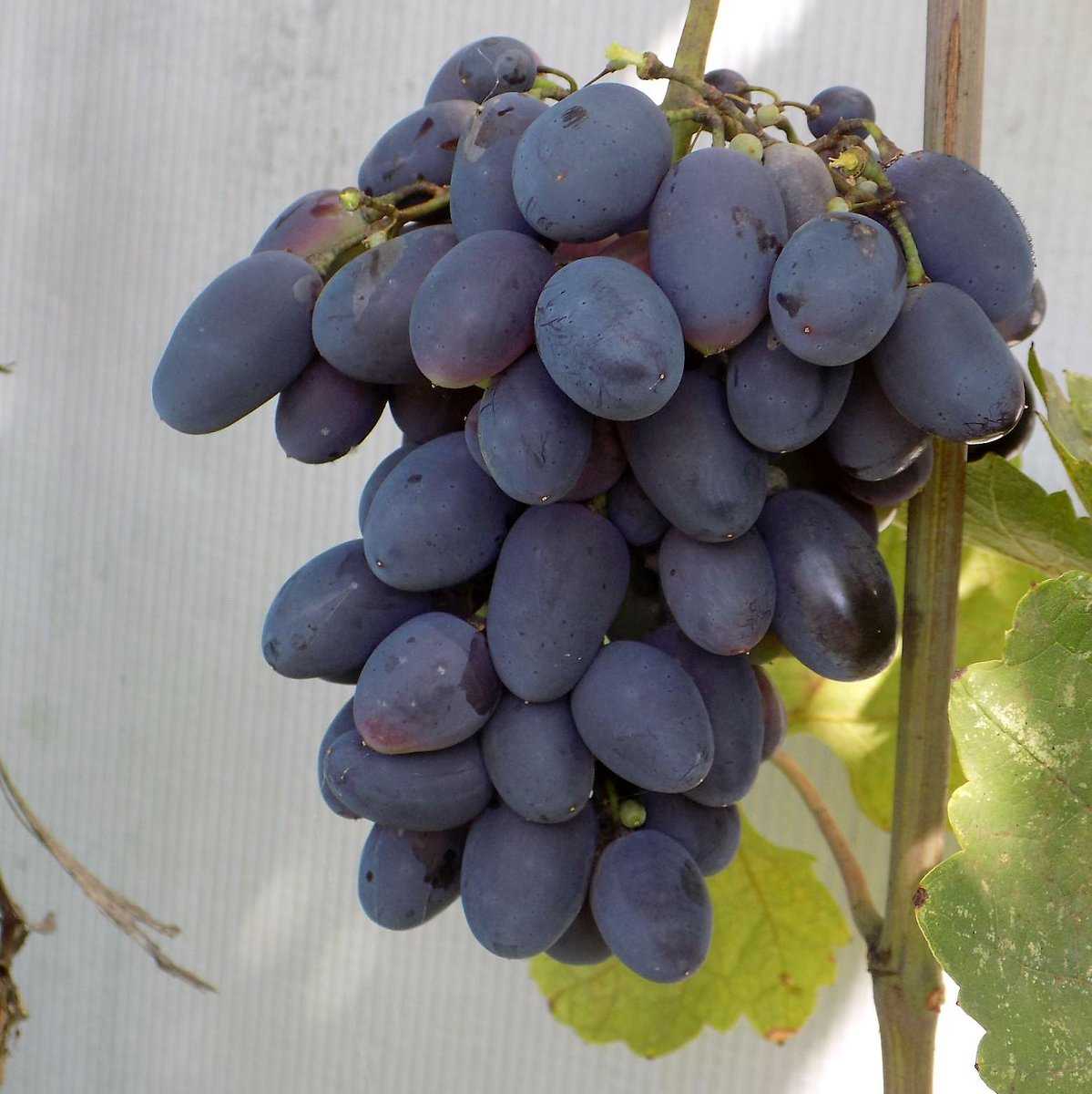 Описание и фото ультраранних сортов винограда