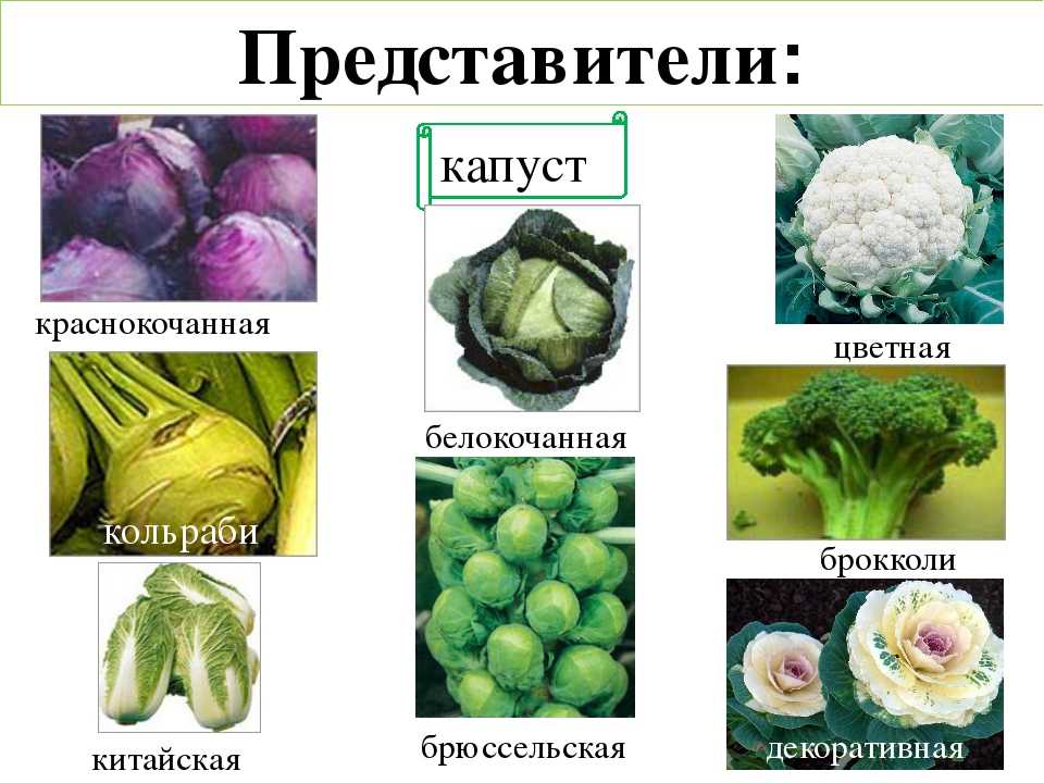 Девять самых известных разновидностей капусты: какие существуют, как называются и как выглядят?