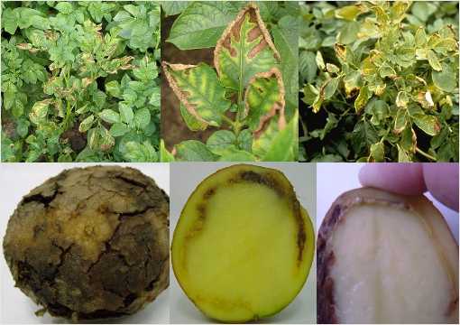 Фитофтороз картофеля — легче предупредить, чем лечить