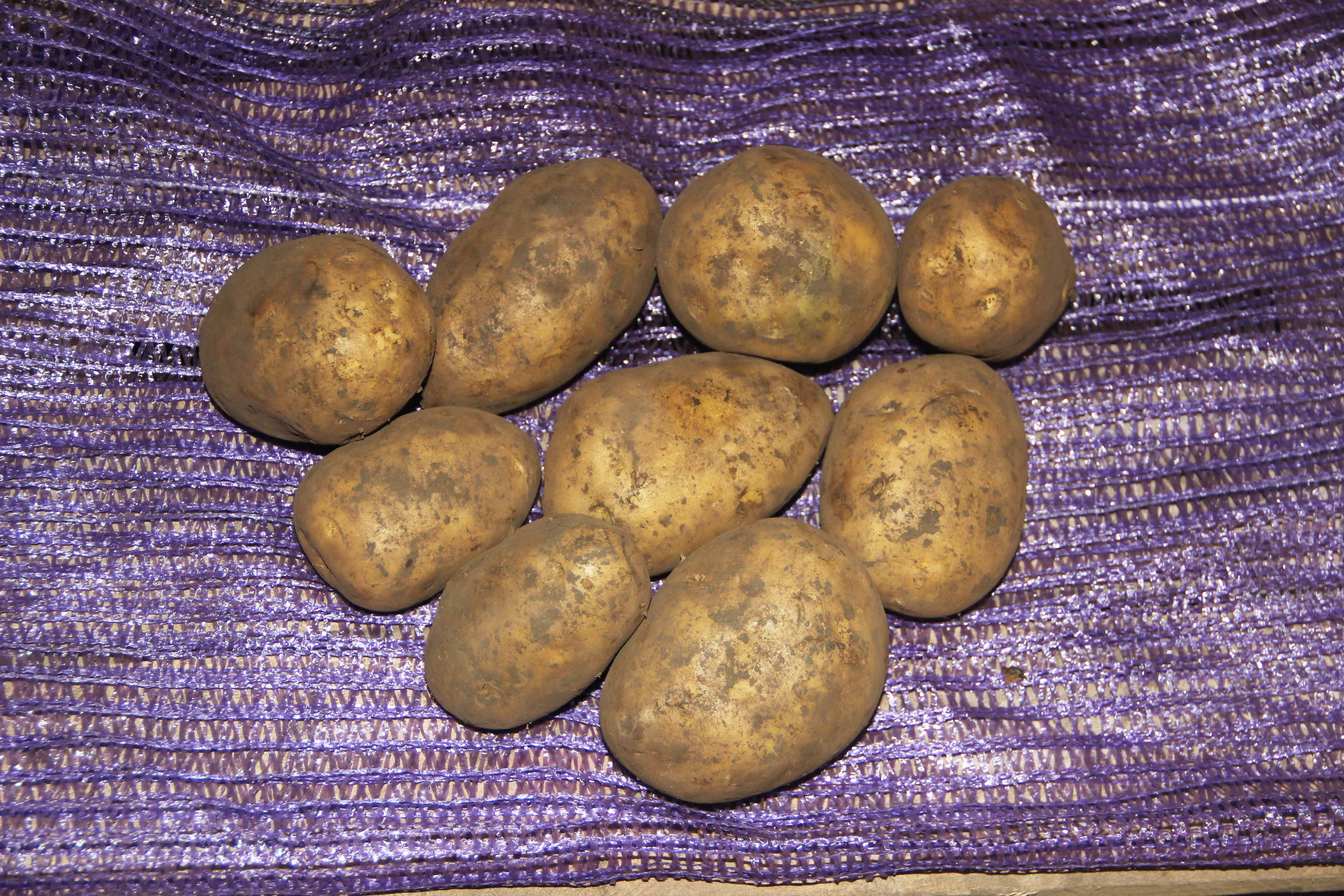 Картошка сорт гала характеристика отзывы. Сорт картофеля Гала. Картофель семенной Галла. Ботанический сорт Гала картофель. Картофель Гала 2 сорт.