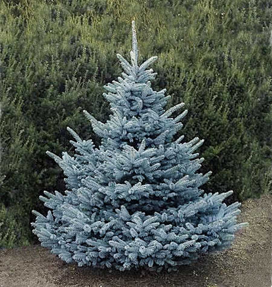 Ель Блю Тринкет (Blue Trinket) - описание сорта растения. Саженцы Блю Тринкет в садовой энциклопедии