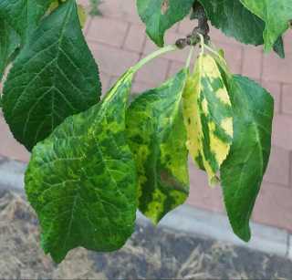 Причины и признаки хлороза листьев у растений, лечение готовыми препаратами и народными средствами