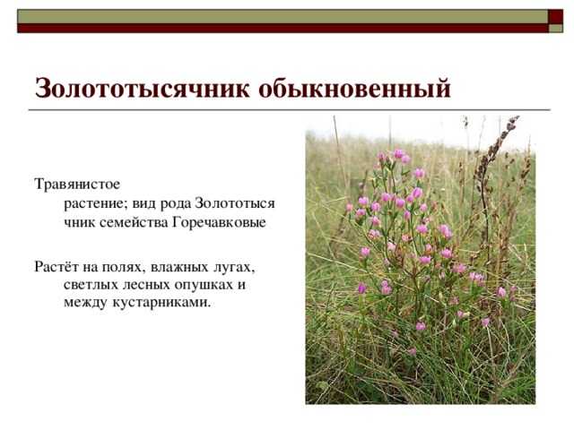 Цветок горечавка: фото, описание, посадка и уход за растением в открытом грунте