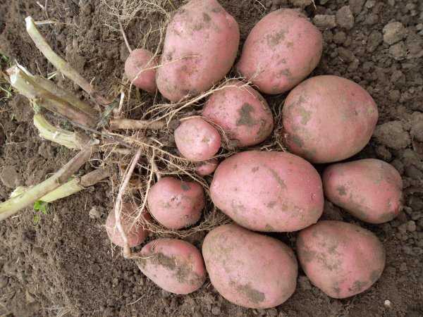 Картофель ред леди: описание и характеристика сорта, урожайность, отзывы, фото