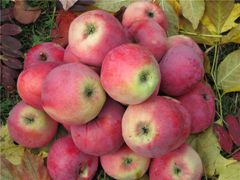 Описание яблони сорта апорт: характеристики, фото, отзывы садоводов