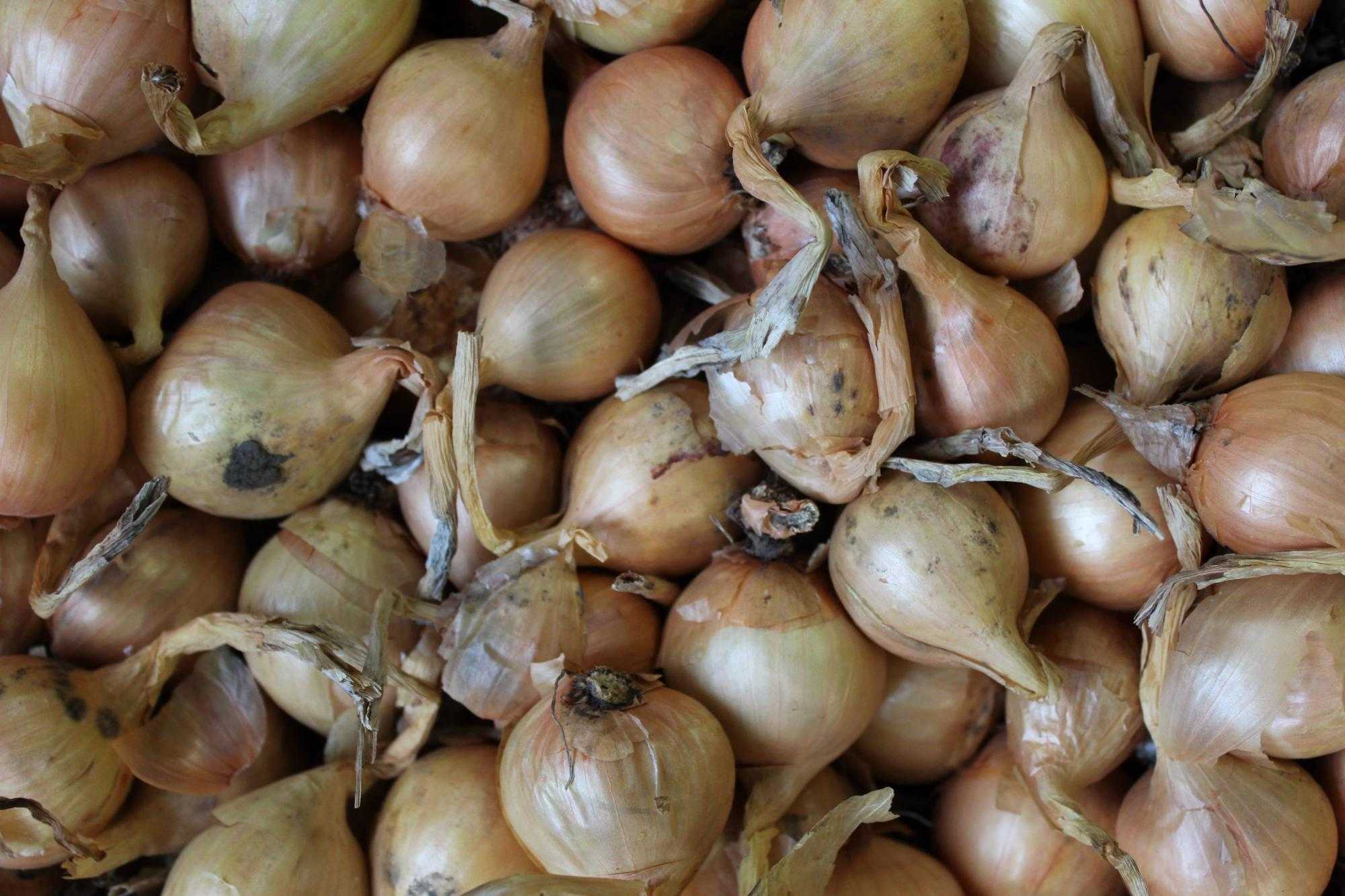 Высокоурожайный сорт лука, устойчивый к заболеваниям и вредителям «бамбергер»
