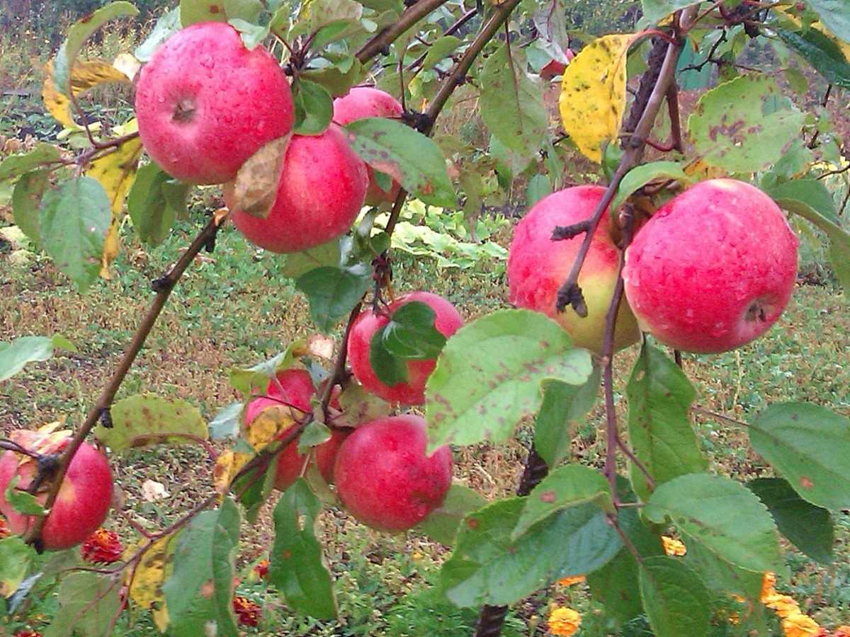 Яблоня гала – 8 особенностей и 10 советов по посадке и уходу