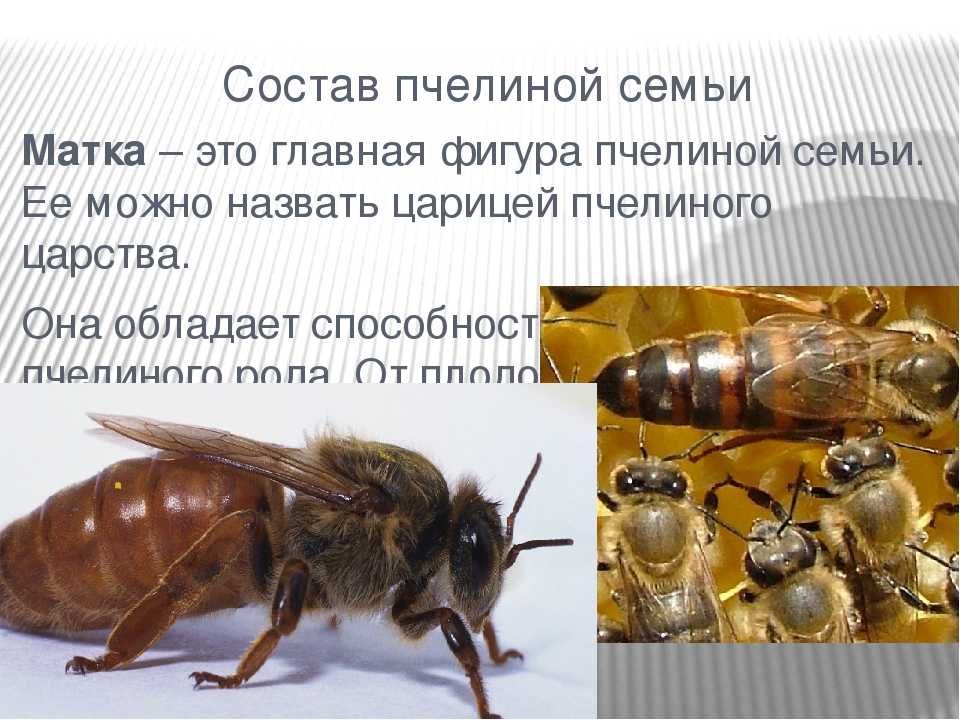 Что такое двухматочное содержание пчел в улье и как его организовать?