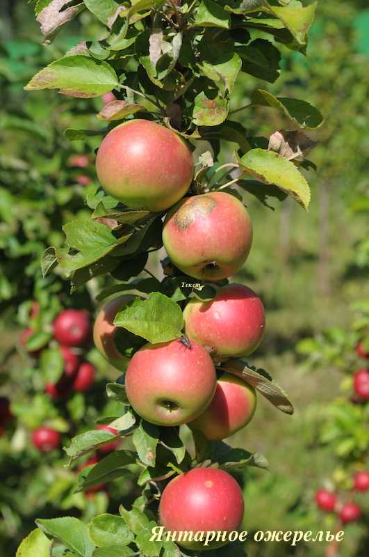 Лучшие сорта колоновидных яблонь для московской области