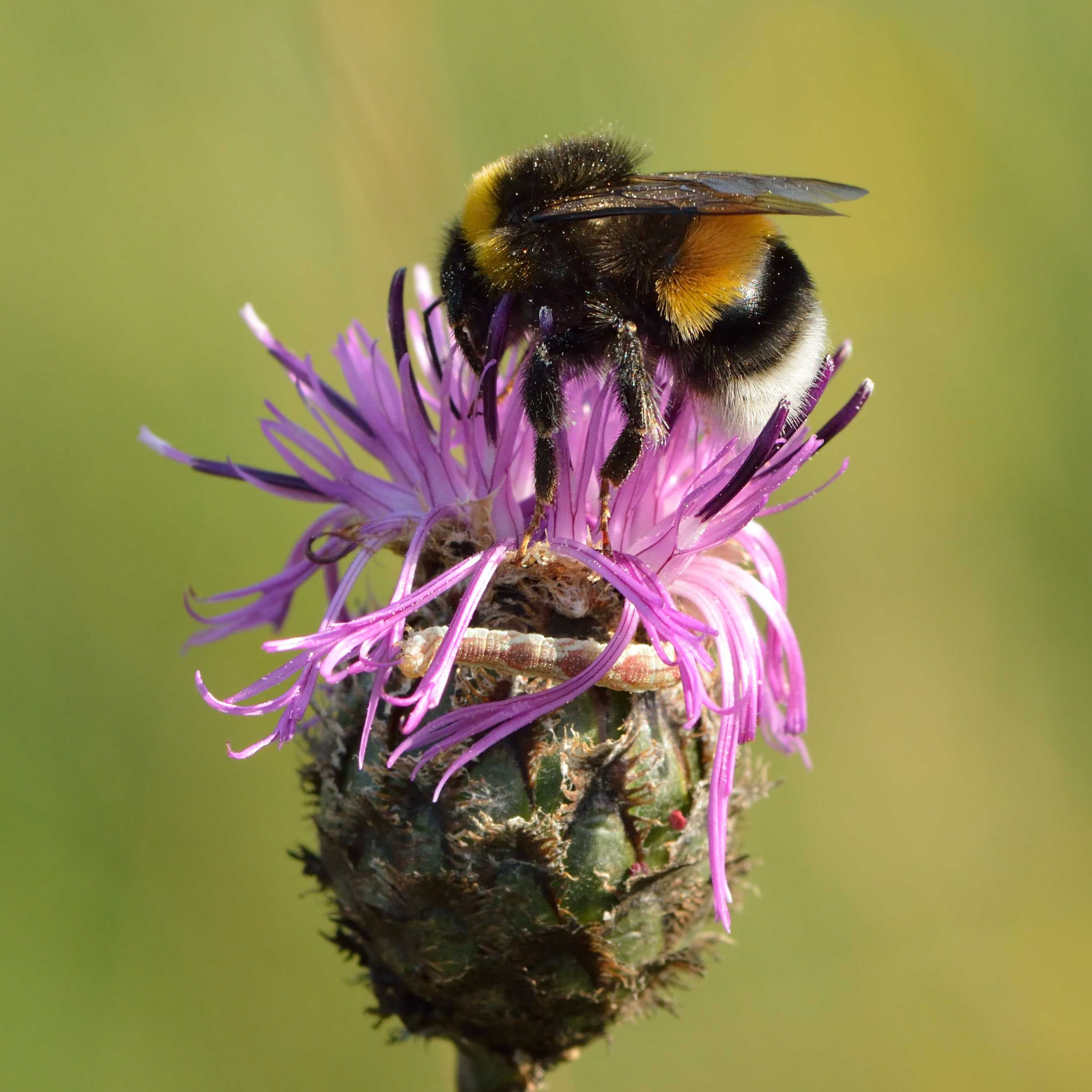 Зная медоносные травы для пчел, можно стабильно получать хороший взяток
