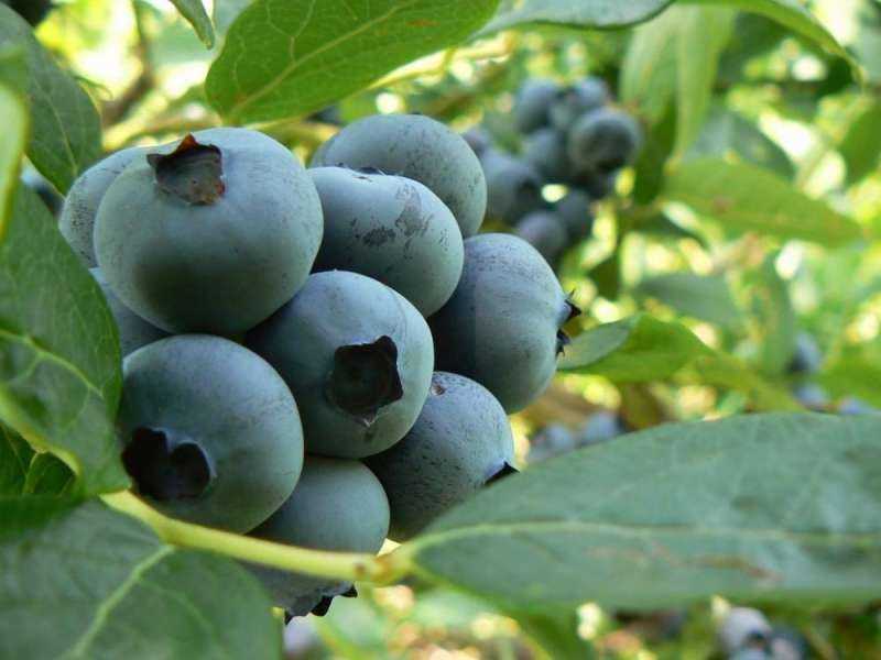 Голубика харди блю: характеристика сорта и тонкости выращивания