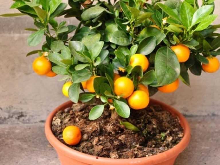Как вырастить мандариновое дерево из косточки в домашних условиях?