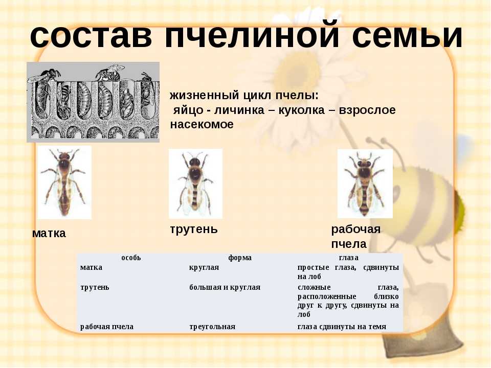 Характеристика и жизнедеятельность земляных пчел