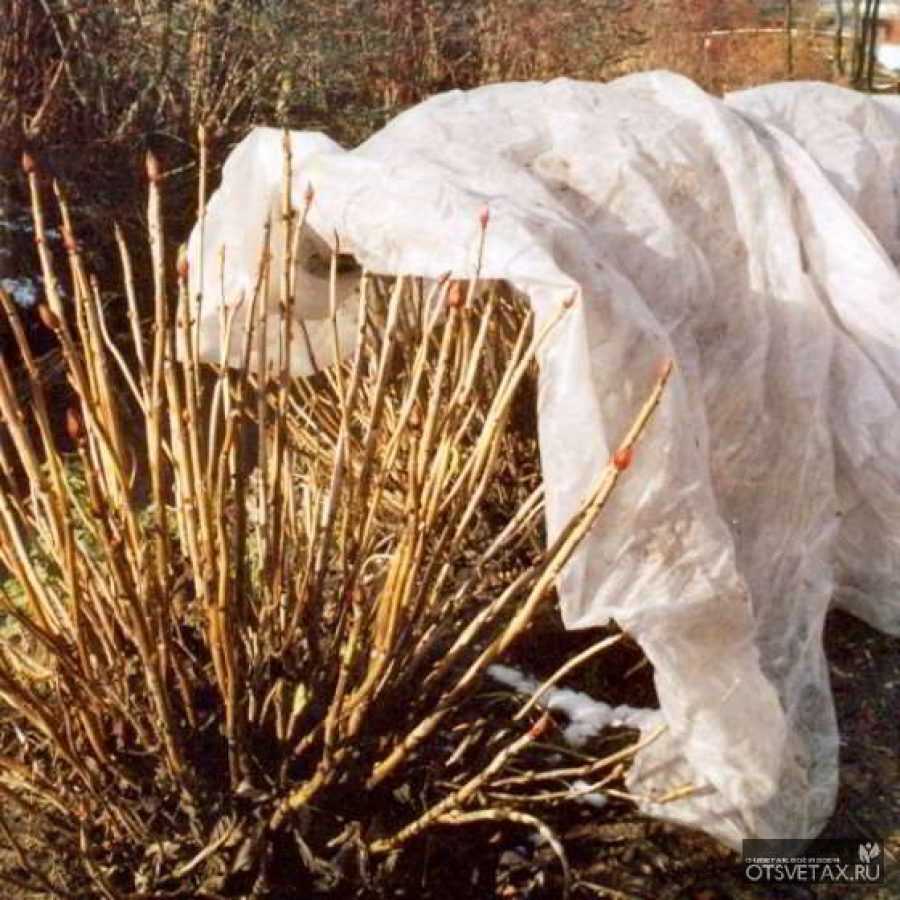 Как подготовить к зиме гортензию растущую в открытом грунте: советы (фото)