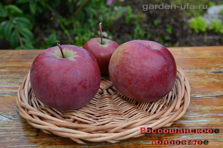 Яблони сорта «апорт»: описание и особенности выращивания