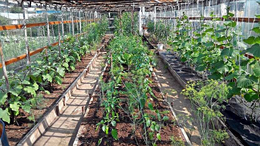 Базилик с томатами в теплице и в открытом грунте вместе: можно ли сажать помидоры рядом с пряной травой, как ухаживать и собирать урожай, а также фото растений