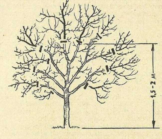 О стелющейся яблоне: посадка и уход за стланцевым деревом для начинающих