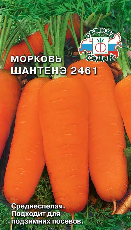 Высокоурожайный сорт моркови курода с длительным сроком хранения