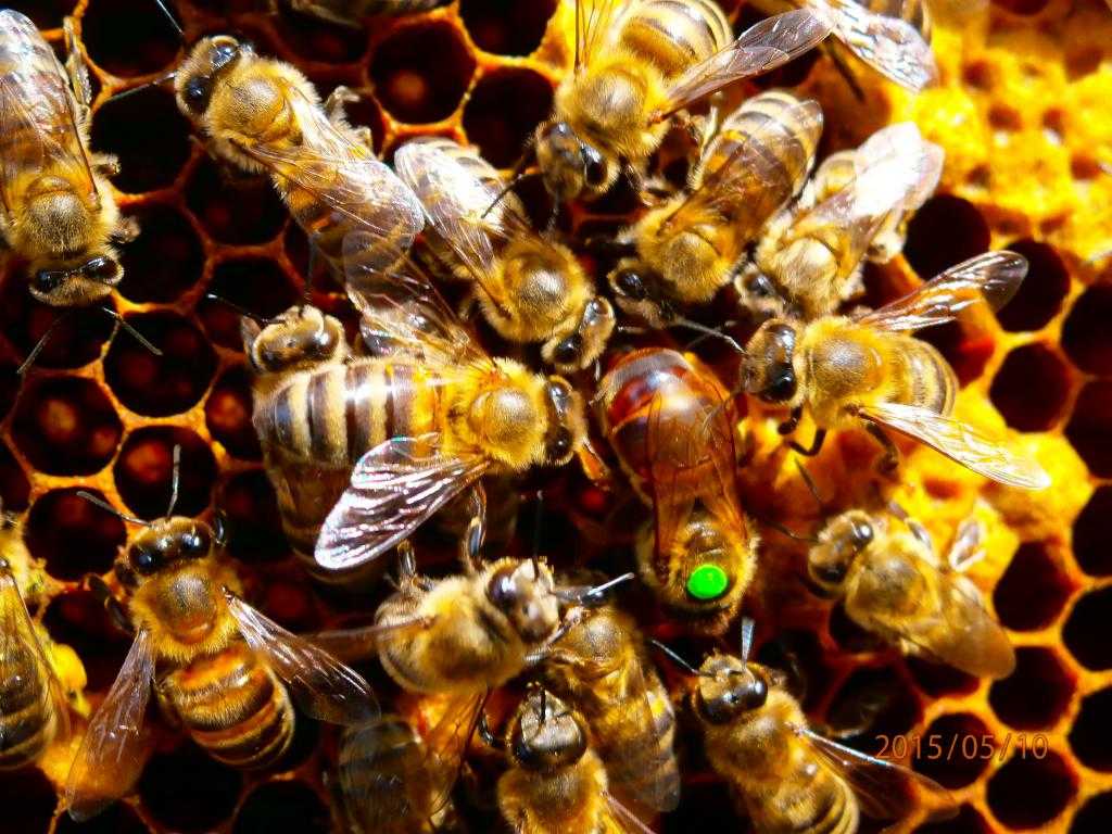 Пчелы карника 