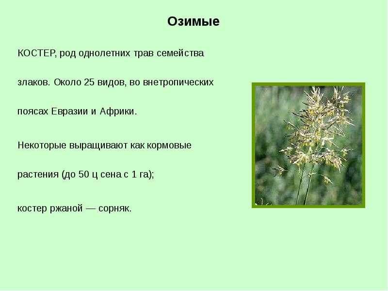 Сорные травы — список, описание, как называются