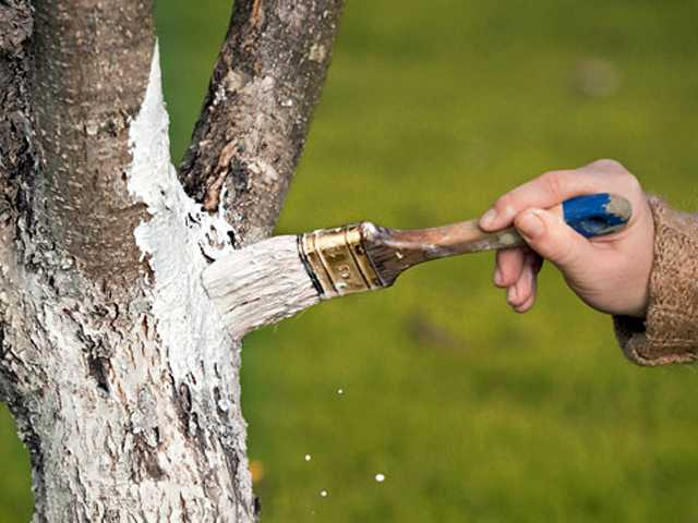 О побелке яблони весной: чем красить ствол дерева от болезней и вредителей