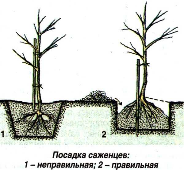 Полезный и неприхотливый корнеплод — топинамбур. выращивание и правила посадки, а также рекомендации по уходу