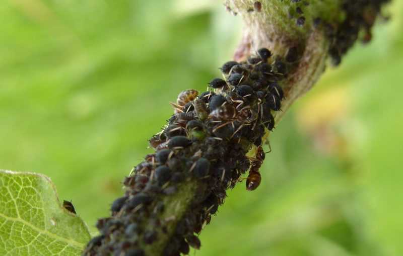 О борьбе с тлей и муравьями на черешне: как избавиться, чем обработать