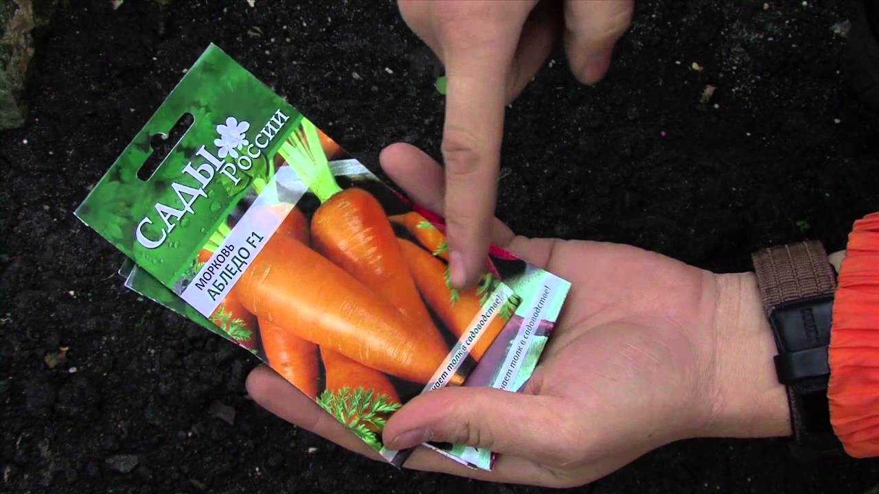 Когда можно сеять морковь в открытый грунт