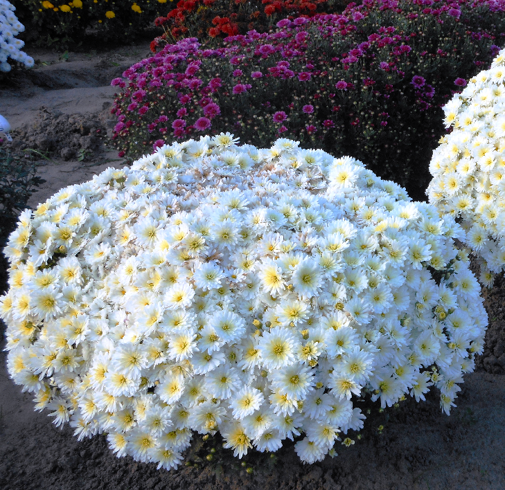 Шарообразные хризантемы фото