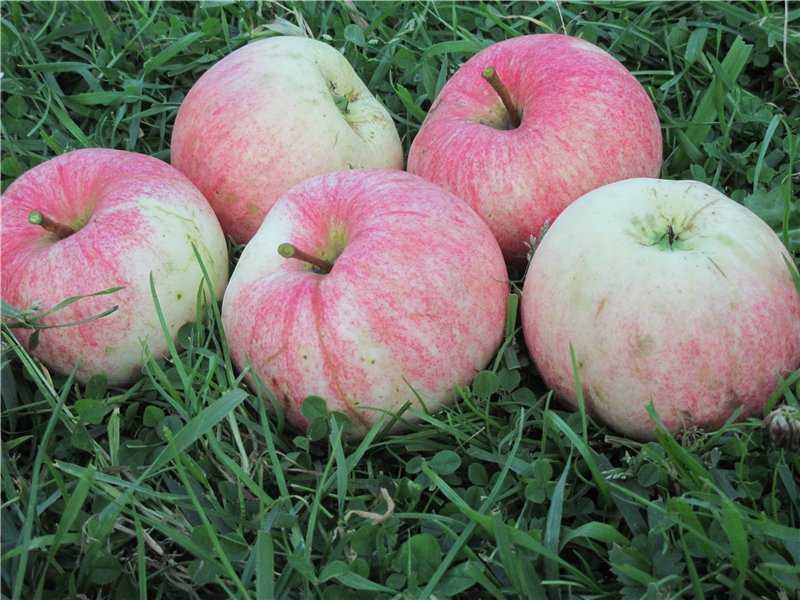 Розовый налив яблоня отзывы. Яблоня боровинка. Сорт яблони Малиновка. Сорт яблок Суйслепское. Яблоня Малиновка (Суйслепское).