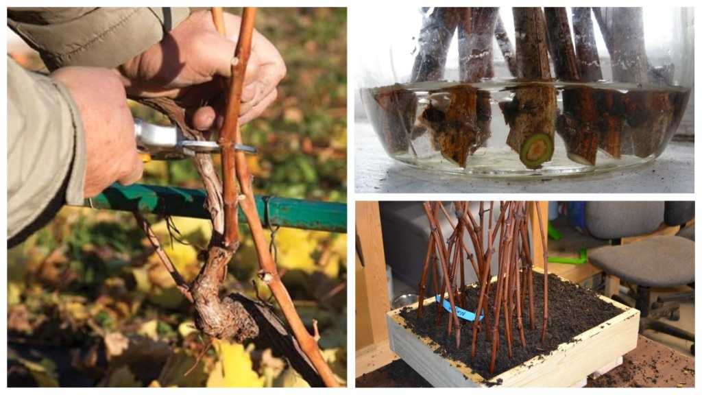 Проращивание черенков винограда весной в домашних условиях