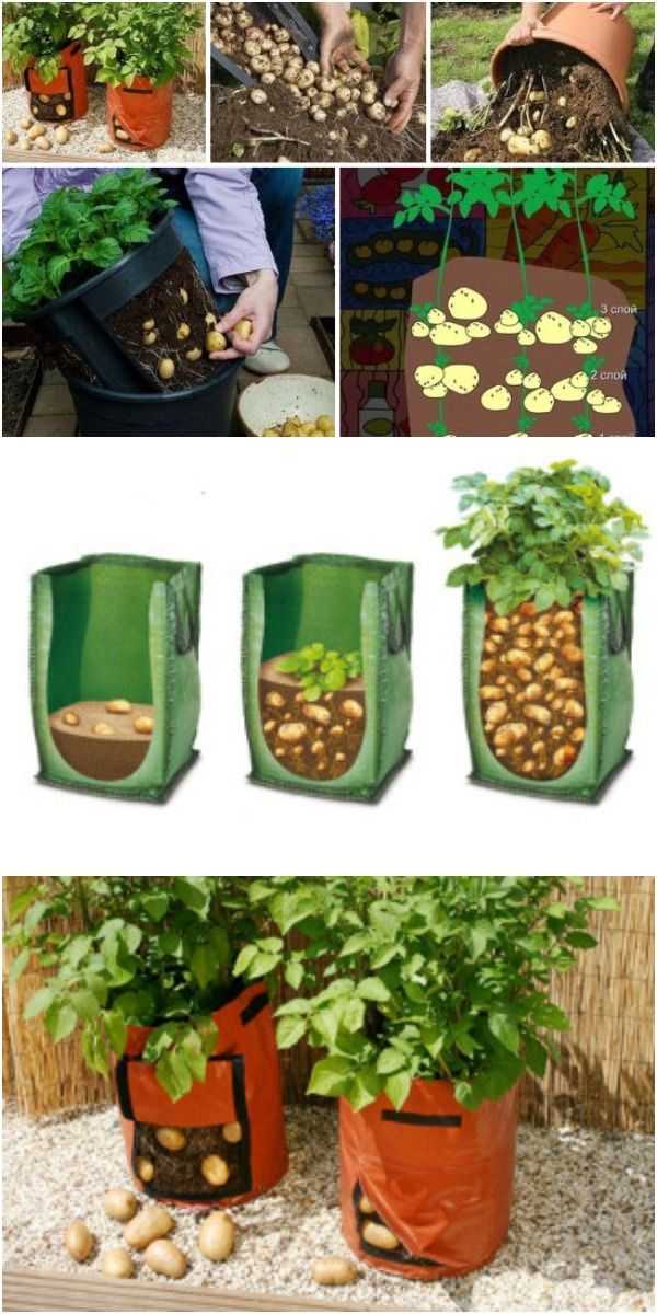 Выращивание картофеля в бочке. картошка в бочке: процесс выращивания