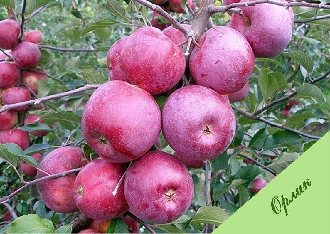 Лучшие сорта яблонь для различных регионов