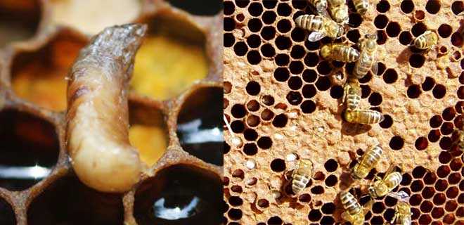 Лозеваль – комплексный препарат для лечения пчел