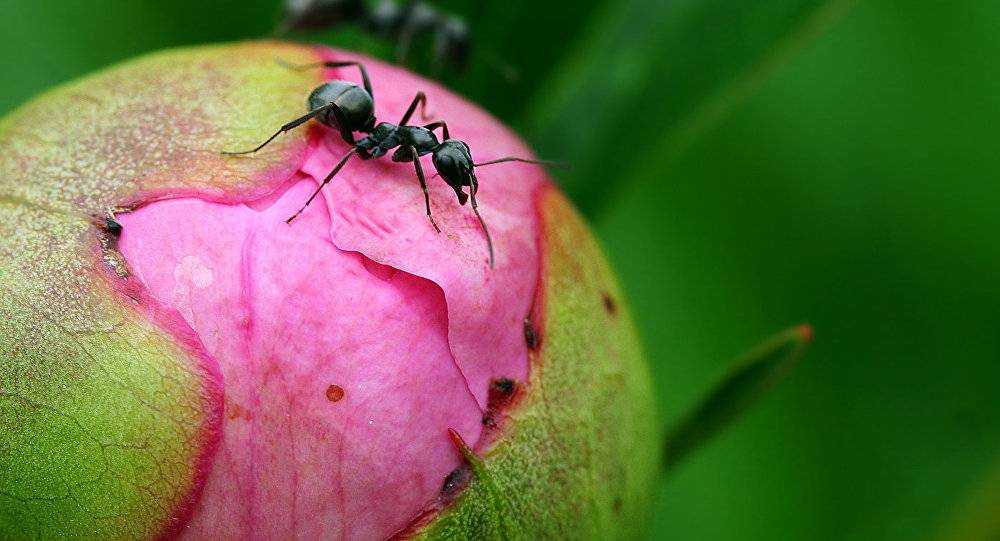 Чем обработать пионы от муравьев в мае. лучшие рецепты