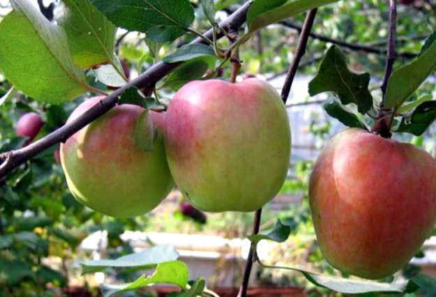 Яблоня пепин шафранный: описание сорта