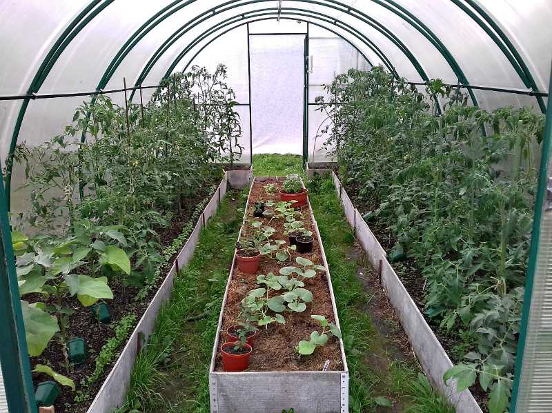 Что можно посадить в теплицу с помидорами