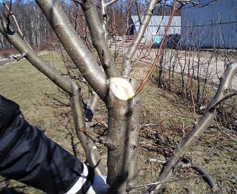 Если яблоня замерзла: что делать с подмерзшей верхушкой, как обрезать лишнее