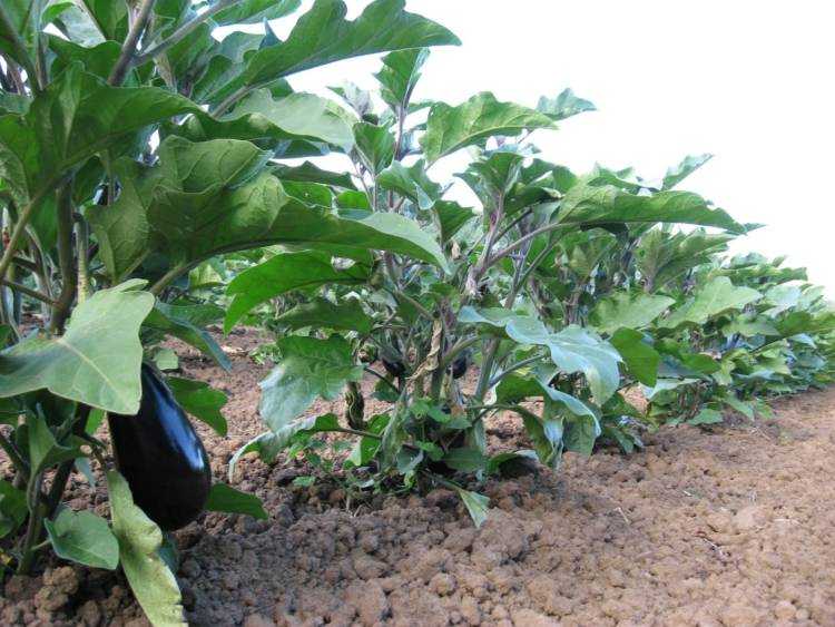 Как и когда высаживать рассаду баклажанов в открытый грунт?