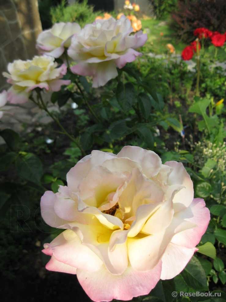 Чайно-гибридный сорт роз глория дей: как посадить, что делать, если не цветет