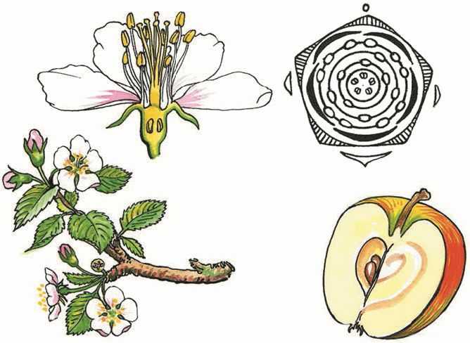 Диаграмма и формула цветка яблони