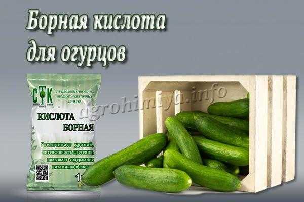 Применение борной кислоты для огурцов: обработка, опрыскивание, подкормка