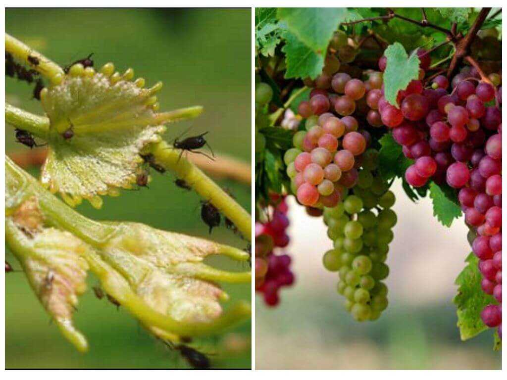 Чем обработать виноград от болезней и вредителей, насекомых: список препаратов и народных методов
