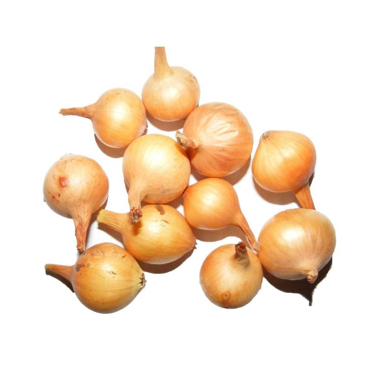 Популярный сорт лука геркулес. описание, выращивание и уход, сбор и хранение урожая