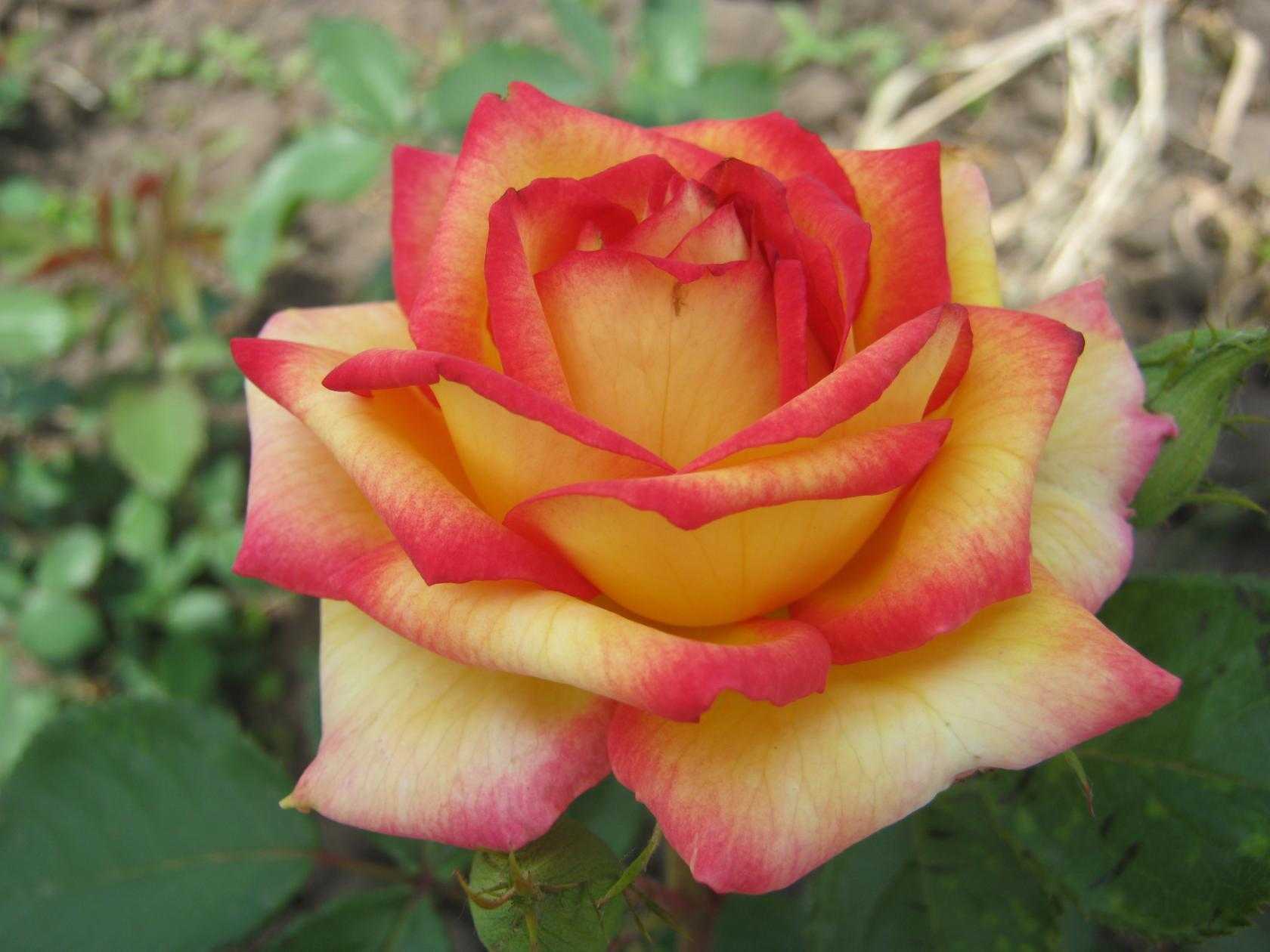 Чайно-гибридная роза версилия - описание сорта, фото и особенности агротехники | о розе