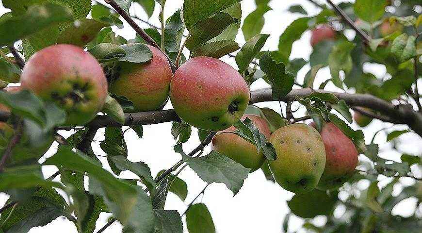 Яблоня пепин шафранный: описание сорта