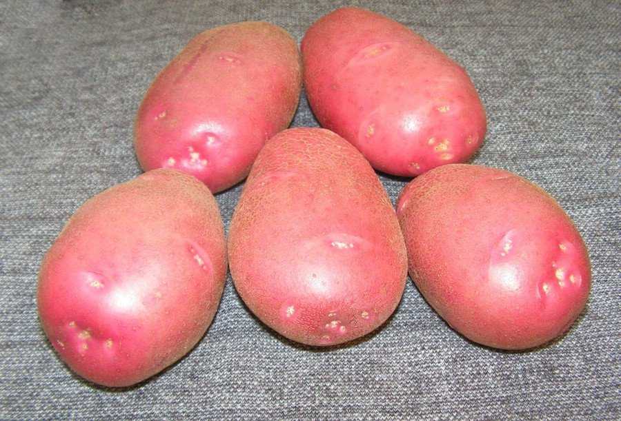 Алый красный картофель: характеристика растения и плодов