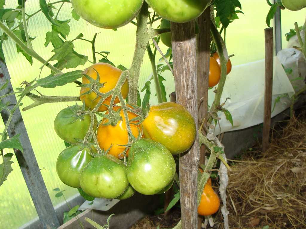 Описание и характеристика сортов помидоров японский трюфель