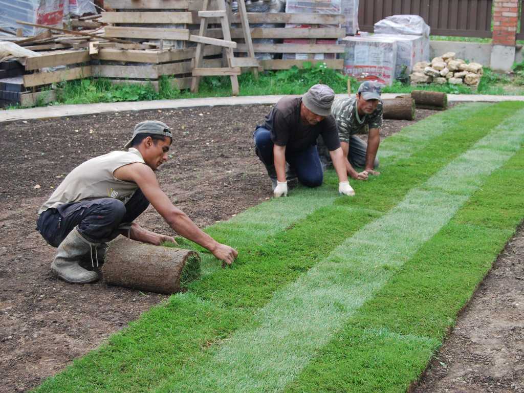 Как сажать газонную траву: технология посадки, уход за газоном